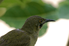 Foulehaio procerior
