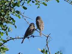 Serpophaga griseicapilla