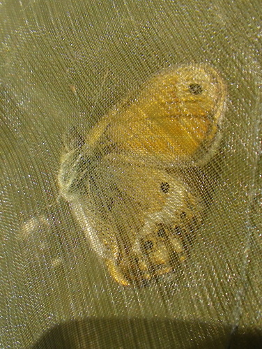 Coenonympha dorus