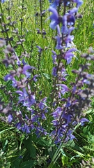 Salvia pratensis