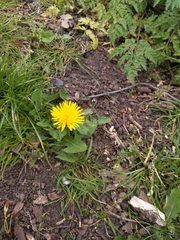 Taraxacum officinale
