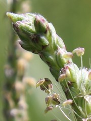 Plantago serraria