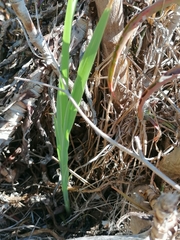 Chasmanthe aethiopica