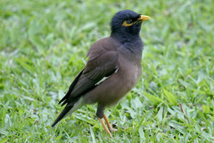 Acridotheres tristis