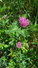Trifolium pratense