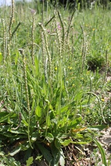 Plantago serraria