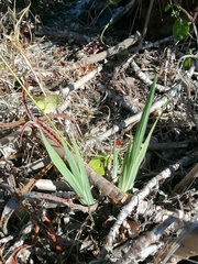 Chasmanthe aethiopica