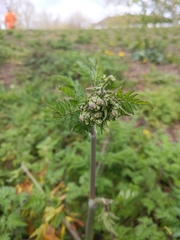 Anthriscus sylvestris