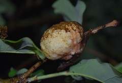 Striatoandricus aciculatus