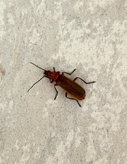 Rhagonycha nigritarsis