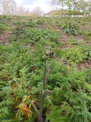 Anthriscus sylvestris