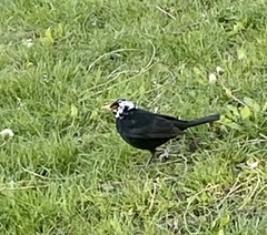 Turdus merula
