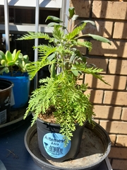 Magnoliopsida