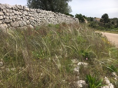 Stipa austroitalica