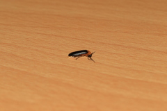 Abscondita cerata