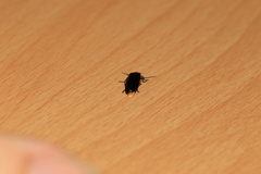 Abscondita cerata