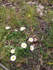 Bellis perennis