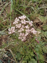 Cnidium monnieri