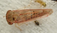Austroagalloides grisea