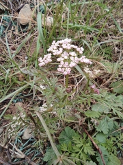 Cnidium monnieri