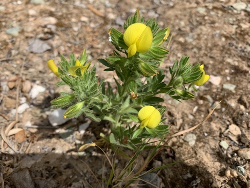 Ononis pubescens (Ononis pubescens)