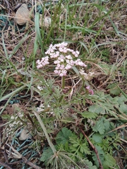 Cnidium monnieri