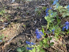 Corydalis turtschaninovii
