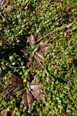 Plantago raoulii