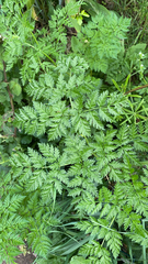 Conium maculatum
