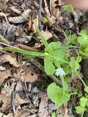 Pseudostellaria sylvatica