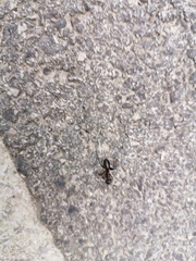 Camponotus ligniperda