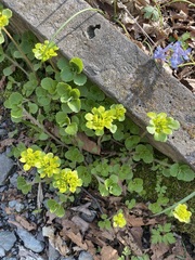 Chrysosplenium pilosum