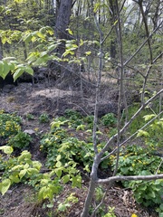 Euonymus maximowiczianus