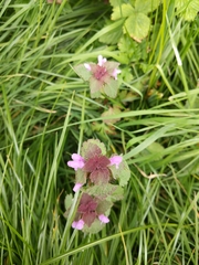 Lamium purpureum