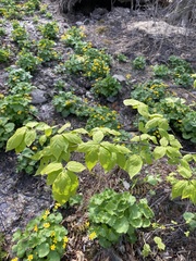 Euonymus maximowiczianus