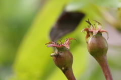 Grammoptera ustulata