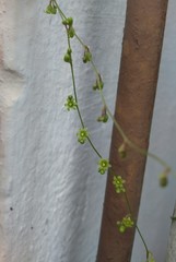 Dioscorea mucronata