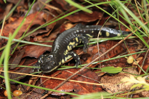 Mexican Tiger Salamander