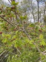 Acer pseudosieboldianum