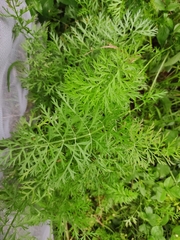 Daucus carota sativus