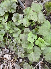 Anemonoides glabrata