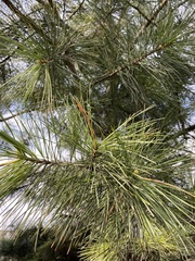 Pinus koraiensis