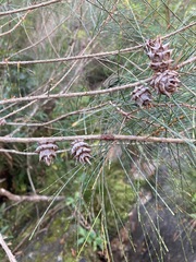 Cylindrococcus spiniferus