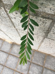 Phyllanthus myrtifolius