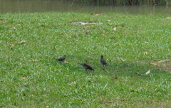 Acridotheres javanicus