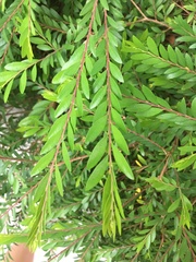 Phyllanthus myrtifolius