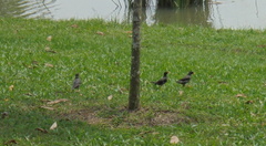 Acridotheres javanicus