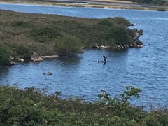 Branta canadensis