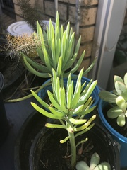 Magnoliopsida