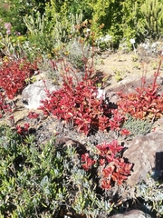 Kalanchoe sexangularis